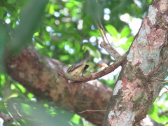 Phyllomyias zeledoni
