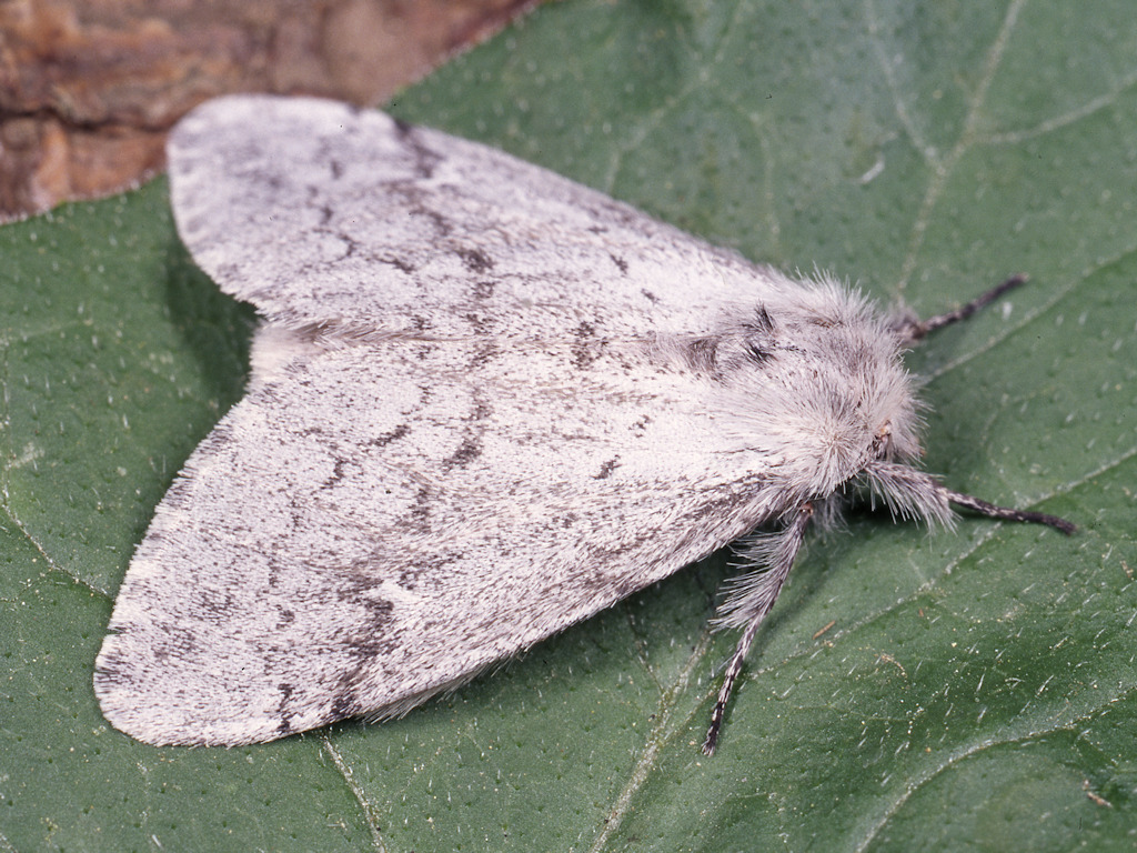 Ocneria terebinthi