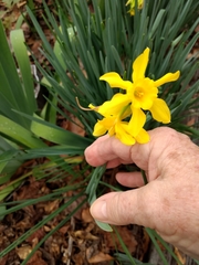 Narcissus × odorus