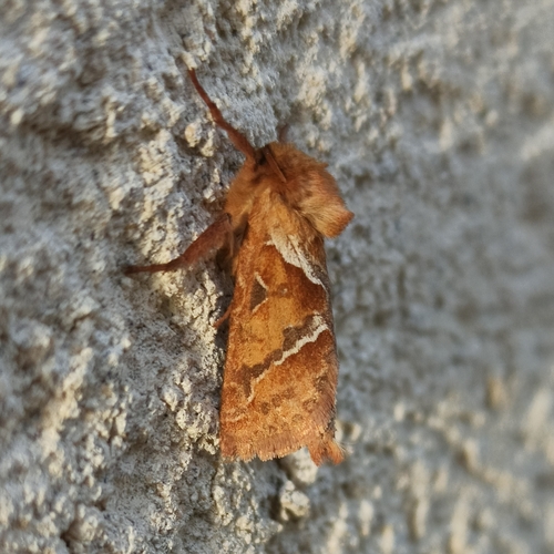 Triodia sylvina