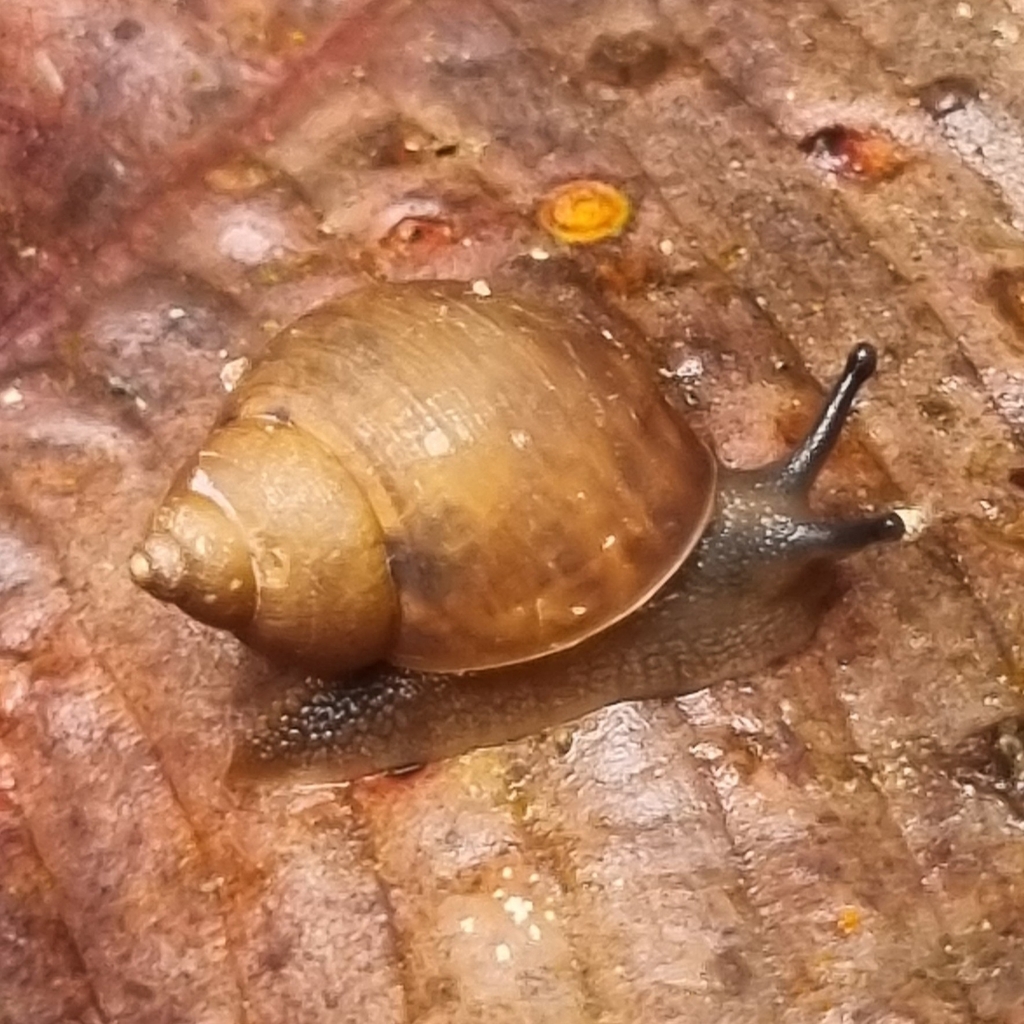 Pachnodus niger × velutinus