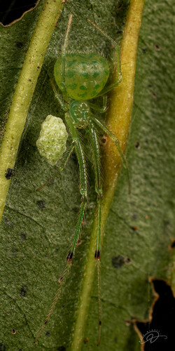 Theridion biezankoi