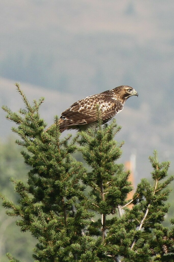 Red-tailed Hawk from Pincher Creek No. 9, AB, Canada on September 5 ...