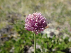Allium bogdoicolum