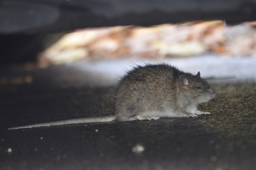 Rattus
