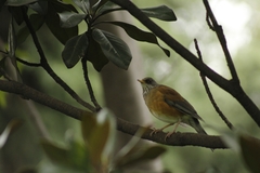 Turdus rufopalliatus