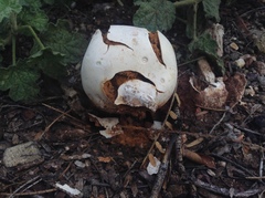 Battarreoides diguetii