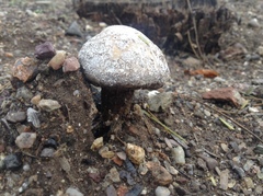 Battarreoides diguetii