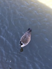 Branta canadensis