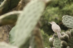 Toxostoma curvirostre