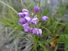 Allium rubens