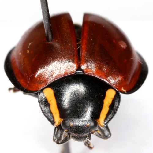 LeConte's Giant Lady Beetle