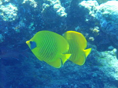 Chaetodon semilarvatus