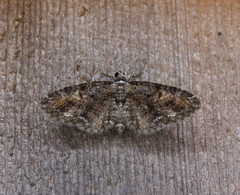 Eupithecia graefii