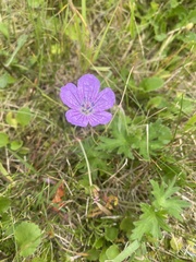 Илья Руденко, CC BY, iNaturalist via GBIF Geranium yesoense, photograph Илья Руденко, CC BY, iNaturalist via GBIF