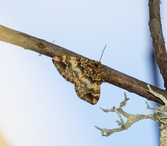 Enchoria lacteata