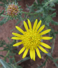 Hirpicium