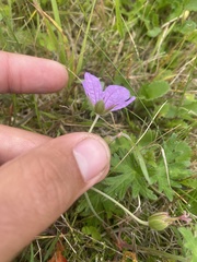 Илья Руденко, CC BY, iNaturalist via GBIF Geranium yesoense, photograph Илья Руденко, CC BY, iNaturalist via GBIF
