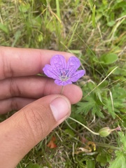 Geranium yesoense, photograph Илья Руденко, CC BY, iNaturalist via GBIF