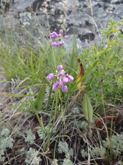 Allium rubens