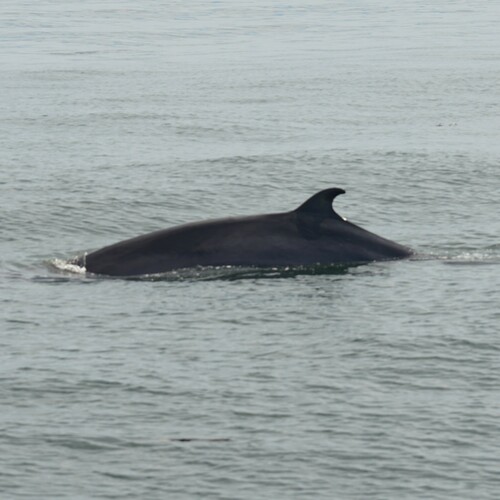 Common Minke Whale, photo 6 of 10