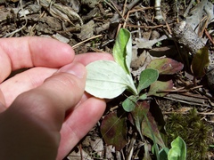 Antennaria plantaginifolia