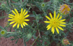 Hirpicium