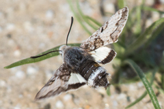 Euproserpinus phaeton