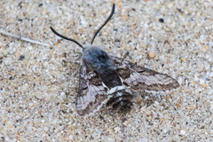 Euproserpinus phaeton