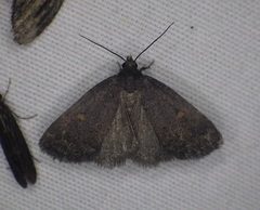 Idia diminuendis