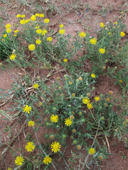 Hirpicium