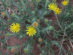 Hirpicium