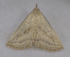 Macrochilo hypocritalis