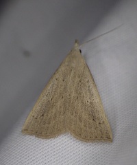 Macrochilo louisiana