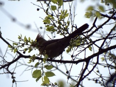 Cardinalis cardinalis
