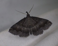 Phalaenostola larentioides