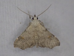 Redectis pygmaea