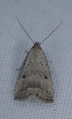 Hypenodes fractilinea