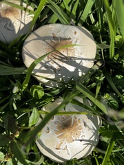 Chlorophyllum molybdites image