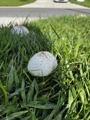 Chlorophyllum molybdites image