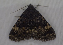 Metalectra tantillus