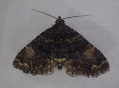 Metalectra richardsi