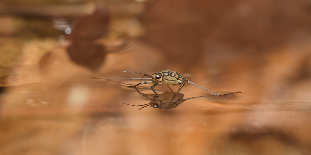 Metrocoris
