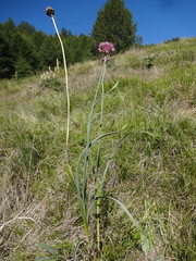 Allium bogdoicolum