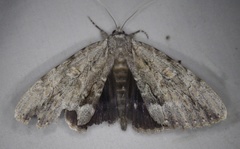Catocala angusi