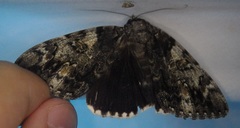 Catocala lacrymosa