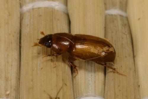 Aphodius sturmi