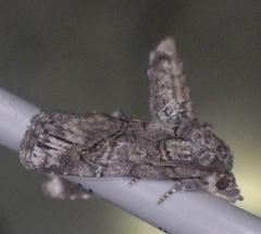 Paectes pygmaea