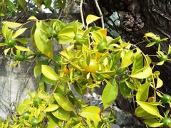 Pereskia aculeata