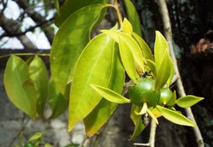 Pereskia aculeata